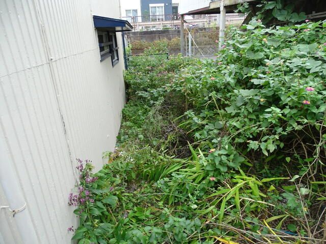 庭