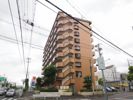 シロハイヌ今米の外観
